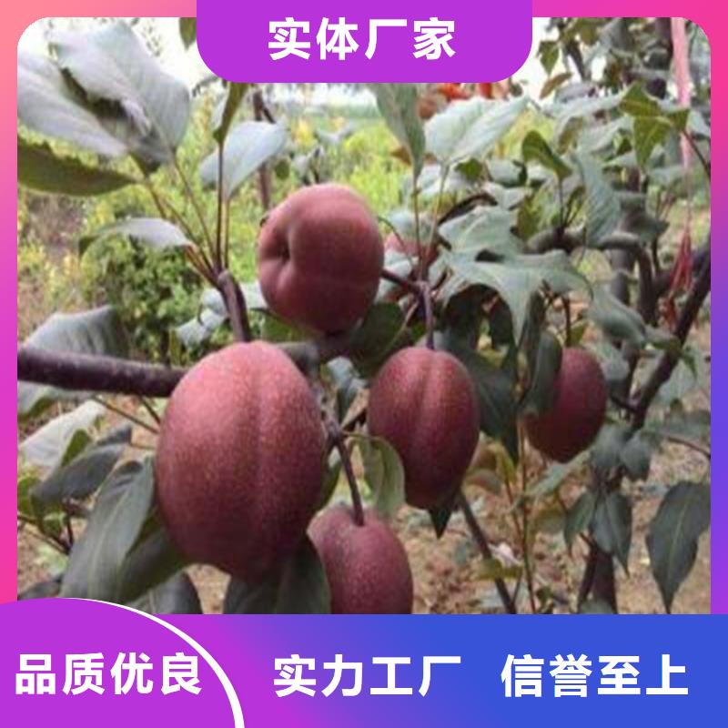 梨树花椒苗厂家