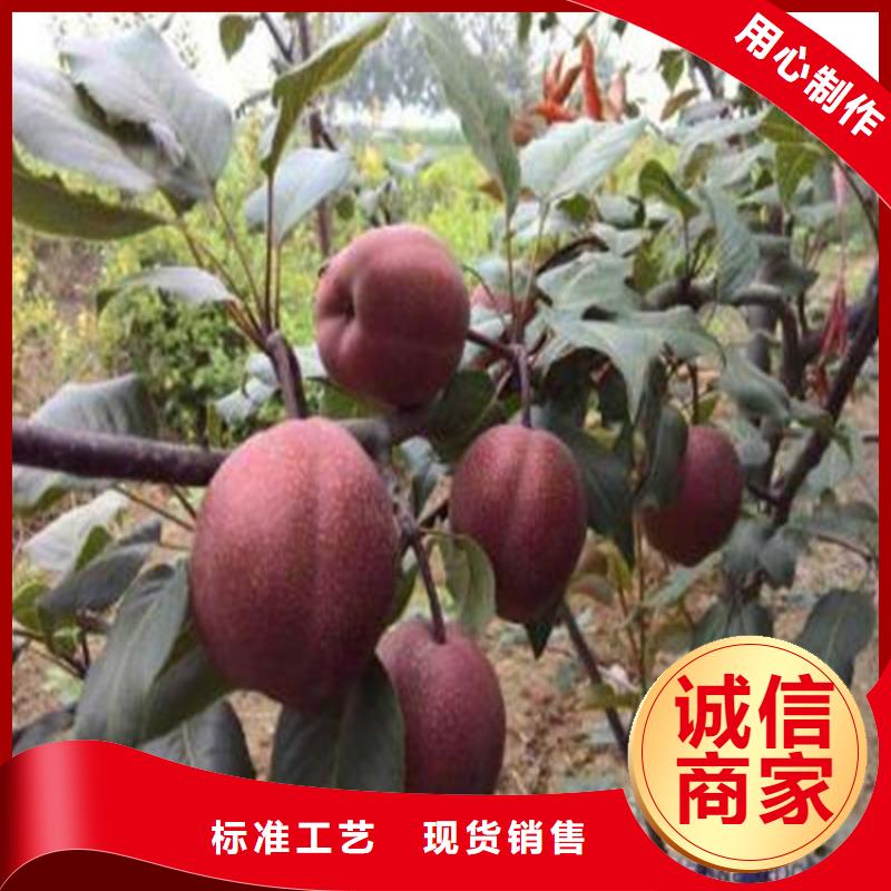 梨树玛瑙红石榴苗真正的源头厂家