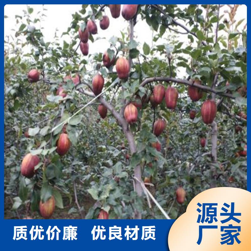 梨树苹果苗免费回电