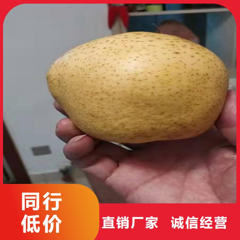 梨树_樱桃苗细节之处更加用心