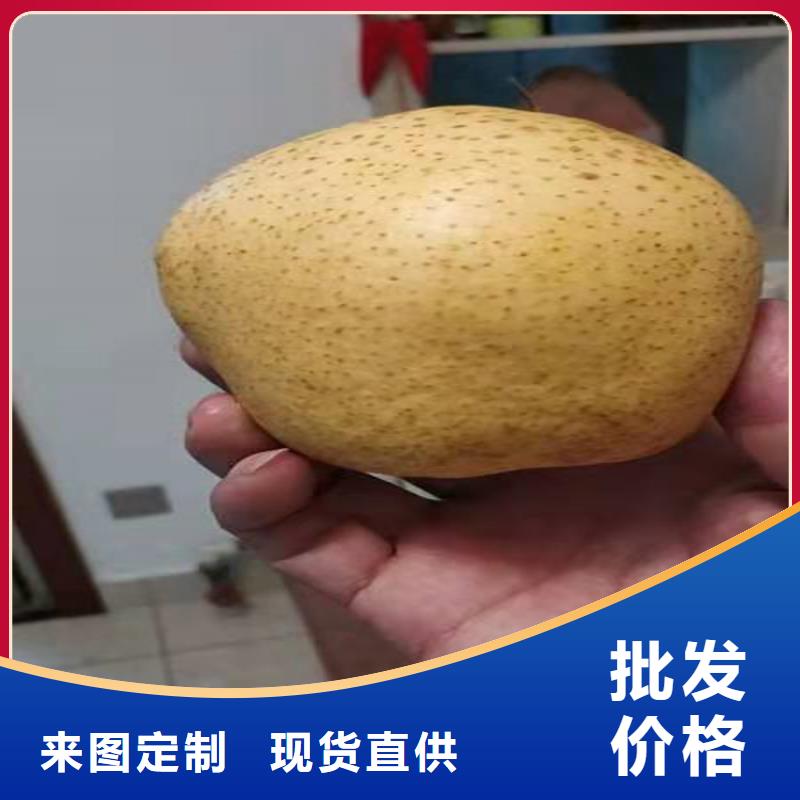 梨树桃树苗质量优选