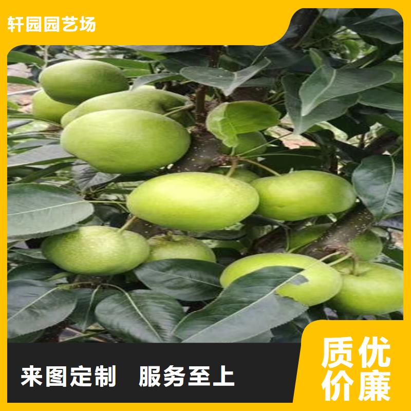 梨树,苹果苗定制速度快工期短