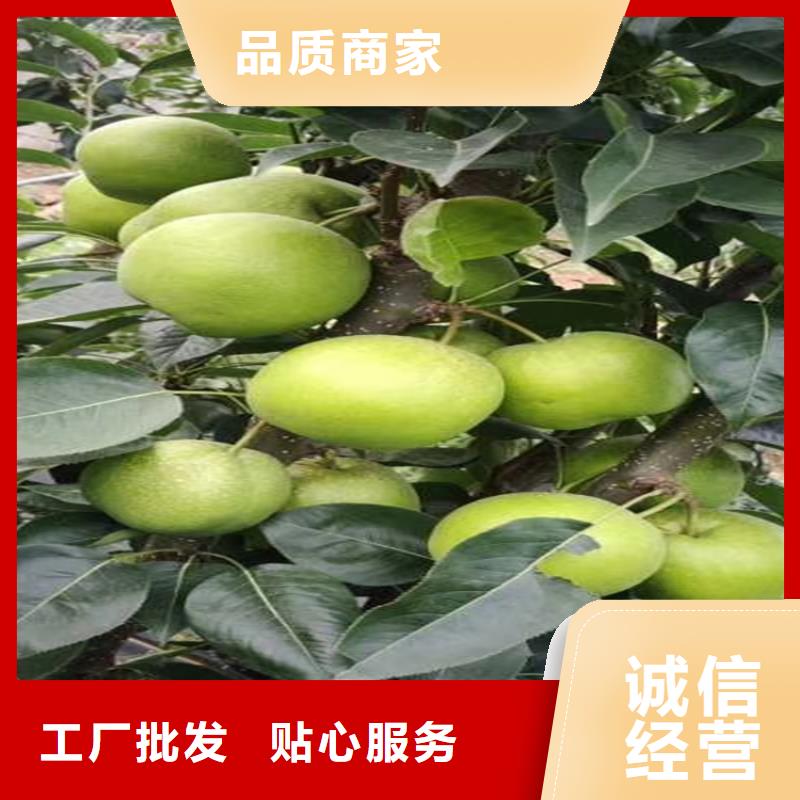 梨树_石榴树批发供应