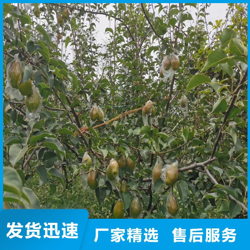 梨树西瓜苗产品细节参数