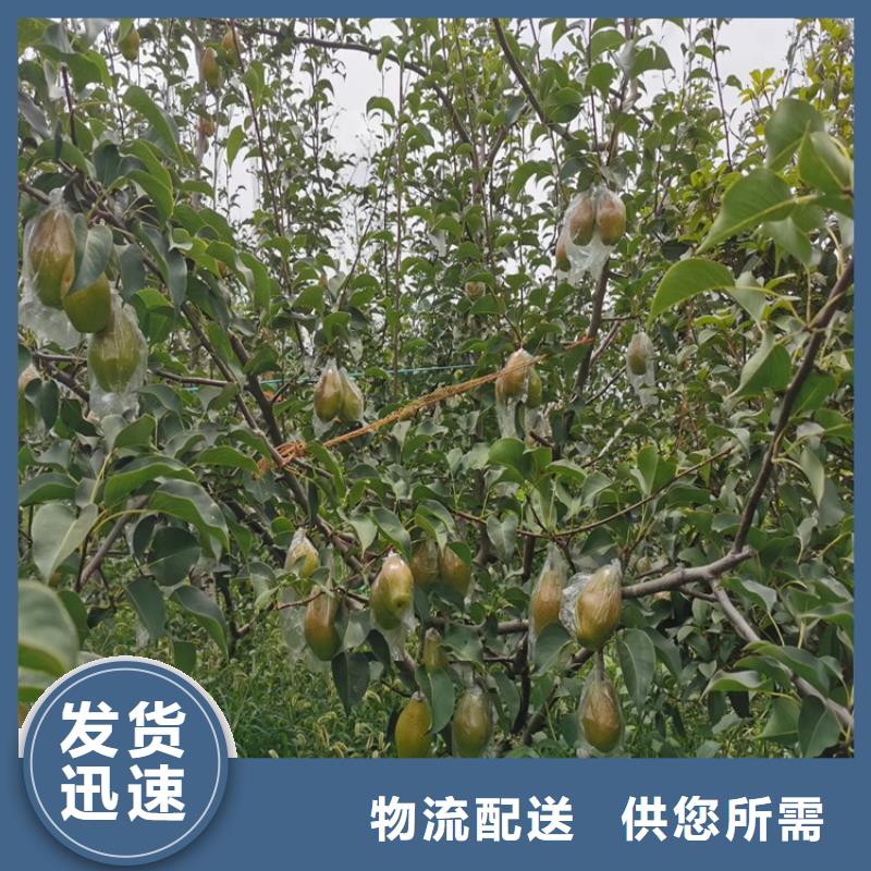 【梨树】苹果苗拒绝差价