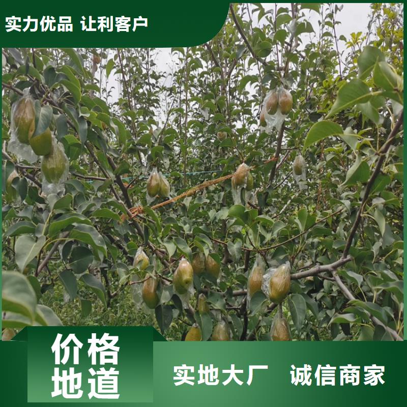 【梨树樱桃苗精心打造】