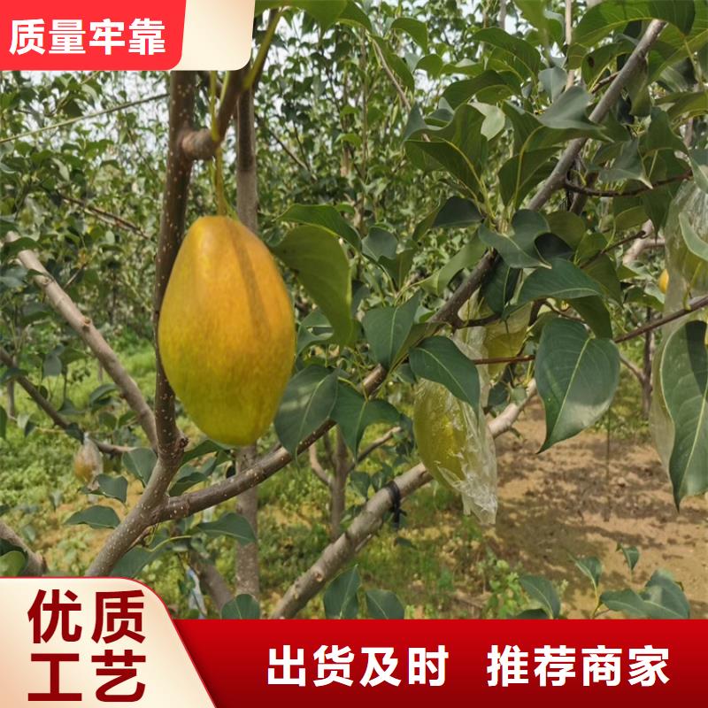 梨树,【石榴树苗】源头采购