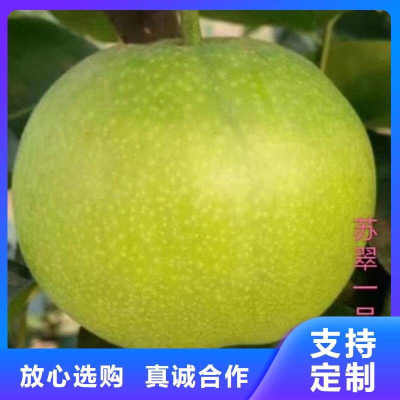 梨树花椒苗厂家