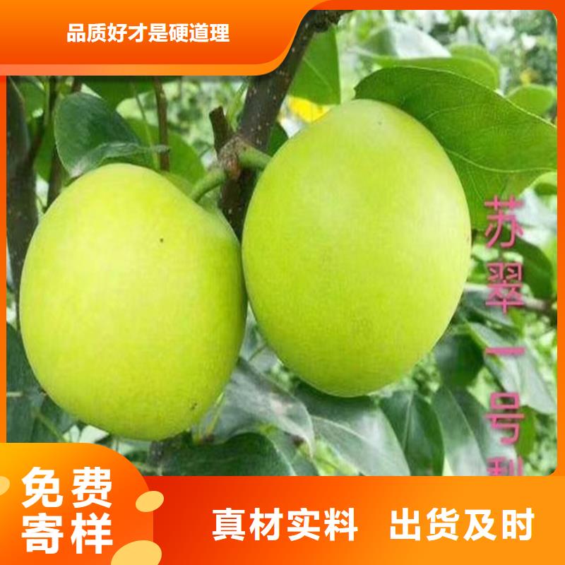 梨树花椒苗厂家