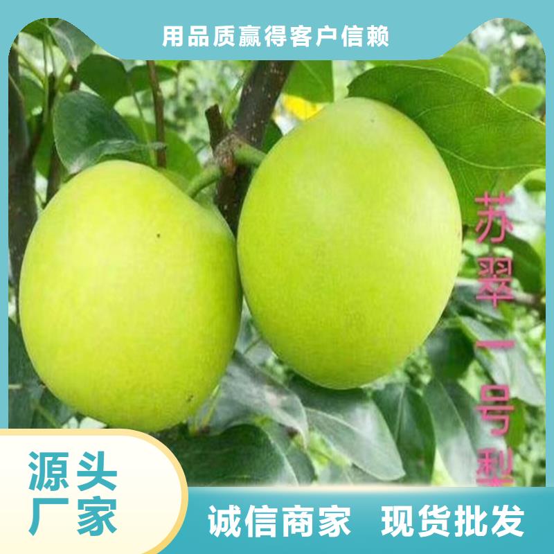 梨树苹果苗免费回电