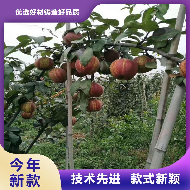 梨树桃树苗质量优选