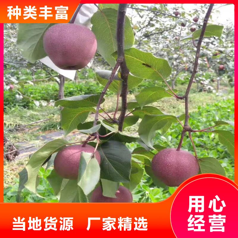【梨树】苹果苗应用领域