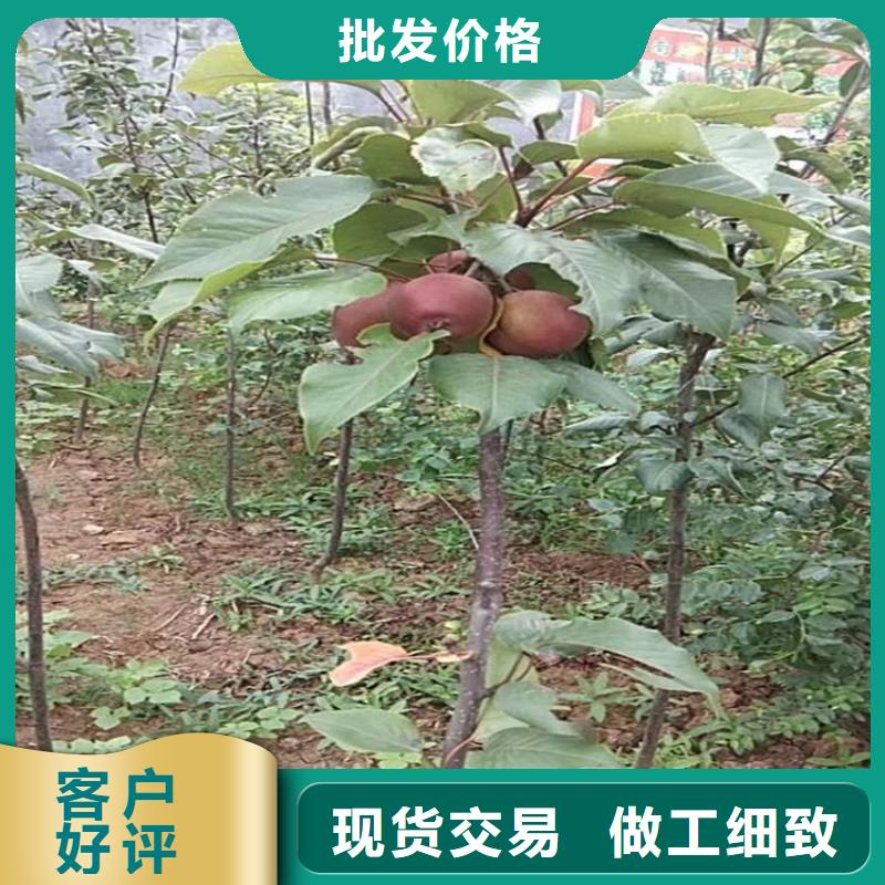 【梨树】梨树苗厂家售后完善