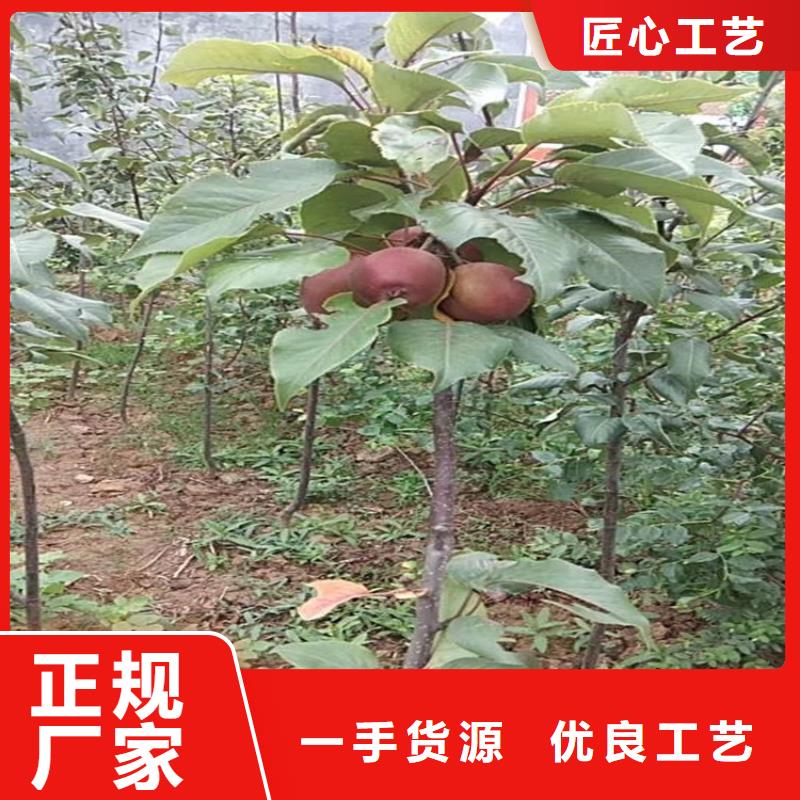 梨树苹果苗免费回电