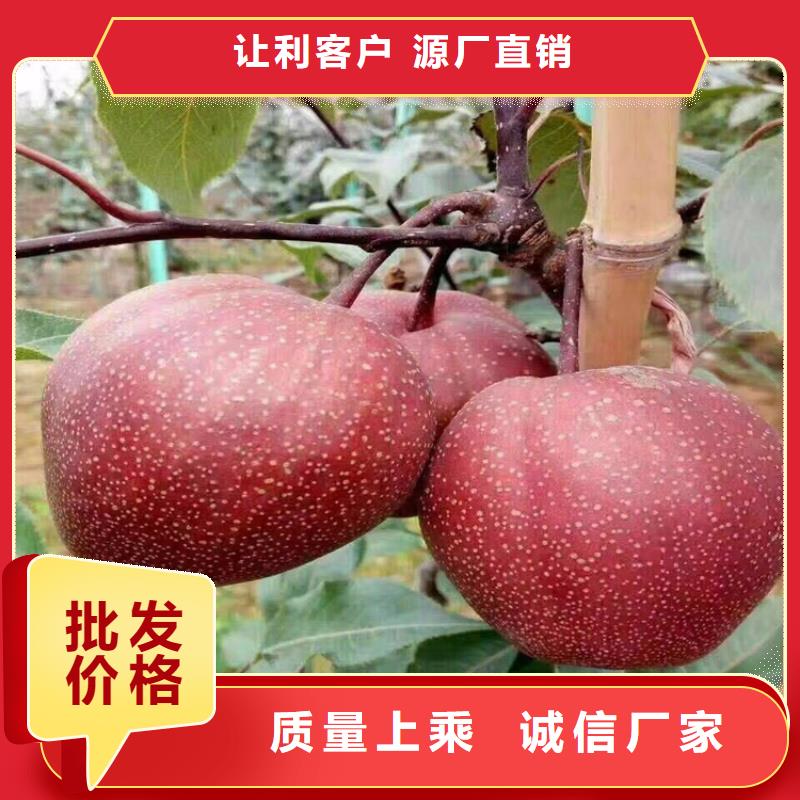 梨树西瓜苗产品细节参数