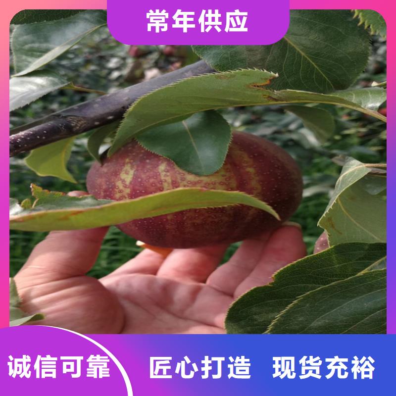 梨树_猕猴桃苗为您提供一站式采购服务
