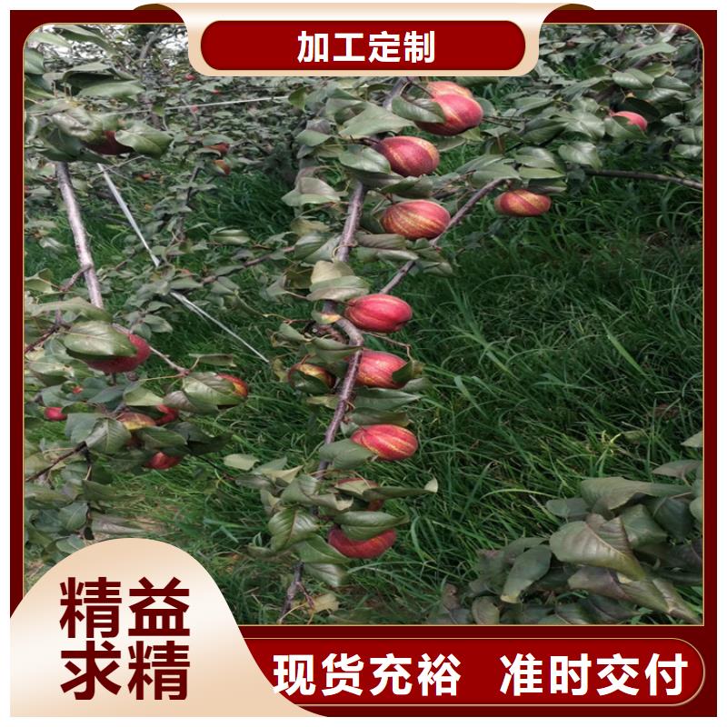 梨树樱桃苗买的是放心