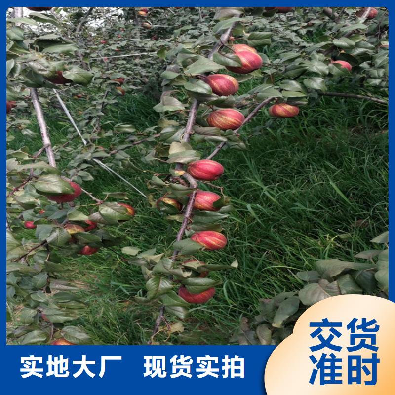 梨树桃树苗定制零售批发
