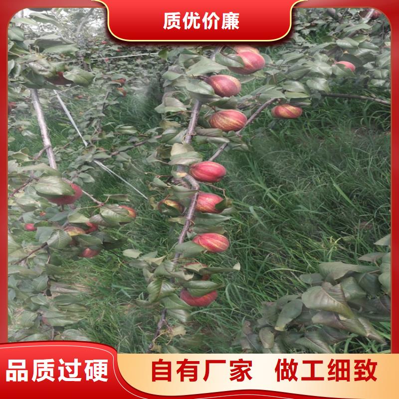 梨树-苹果苗发货及时