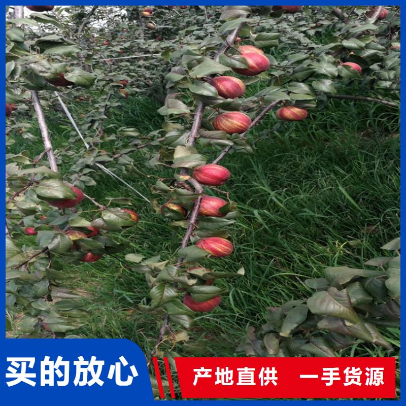 【梨树】苹果苗拒绝差价