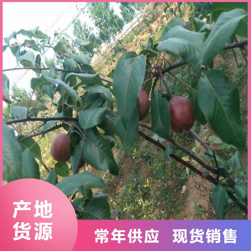 梨树花椒苗厂家