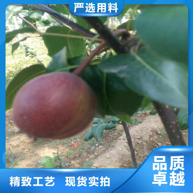 梨树花椒苗厂家