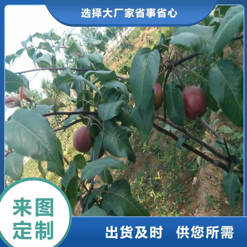 梨树樱桃苗就近发货