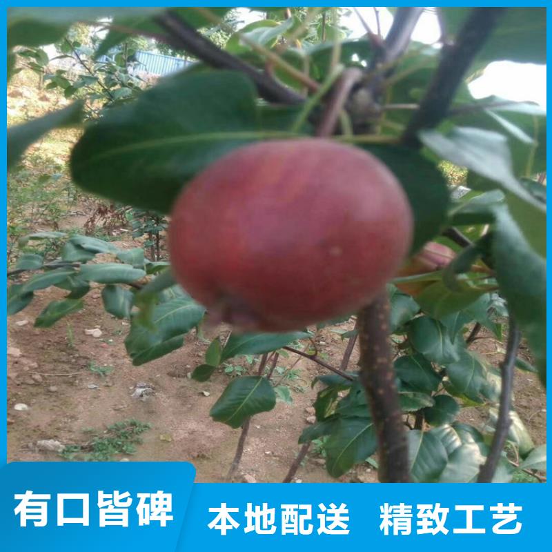 梨树-嘎啦苹果生产型