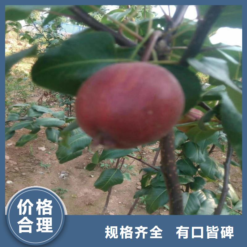【梨树】苹果苗应用领域