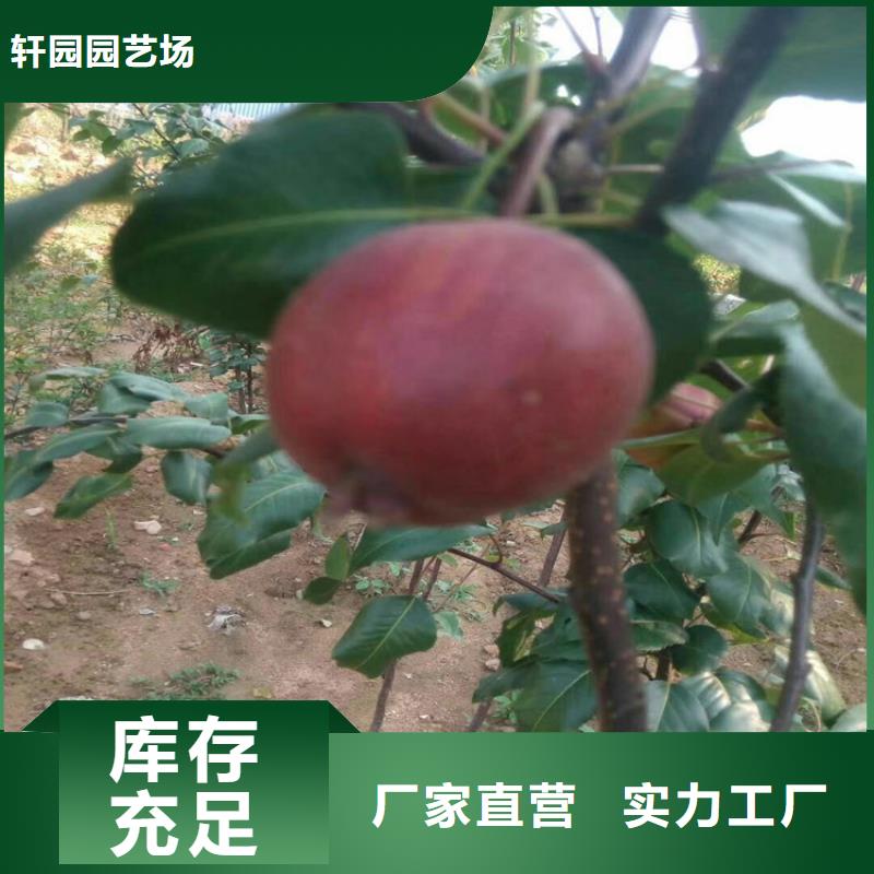 【梨树】苹果苗应用领域
