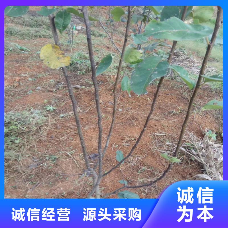 梨树,北美冬青品质做服务