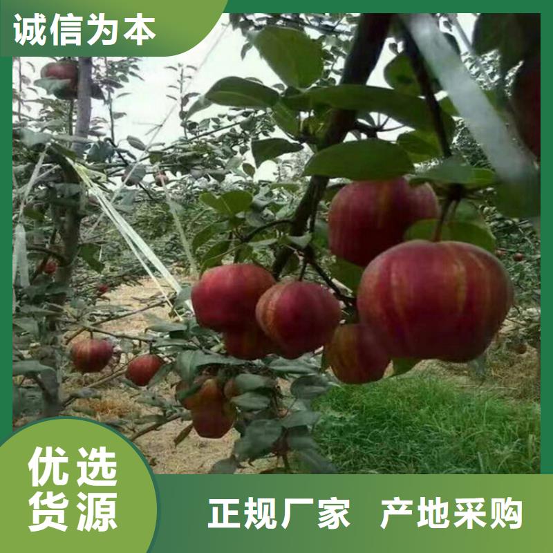 梨树桃树苗定制零售批发