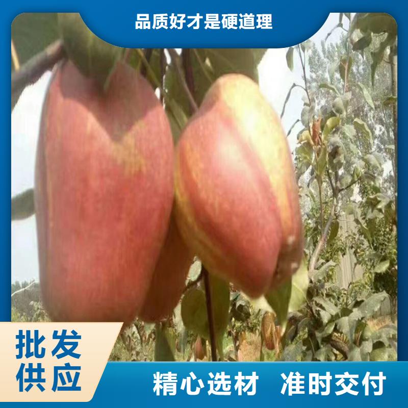 梨树苹果苗免费回电