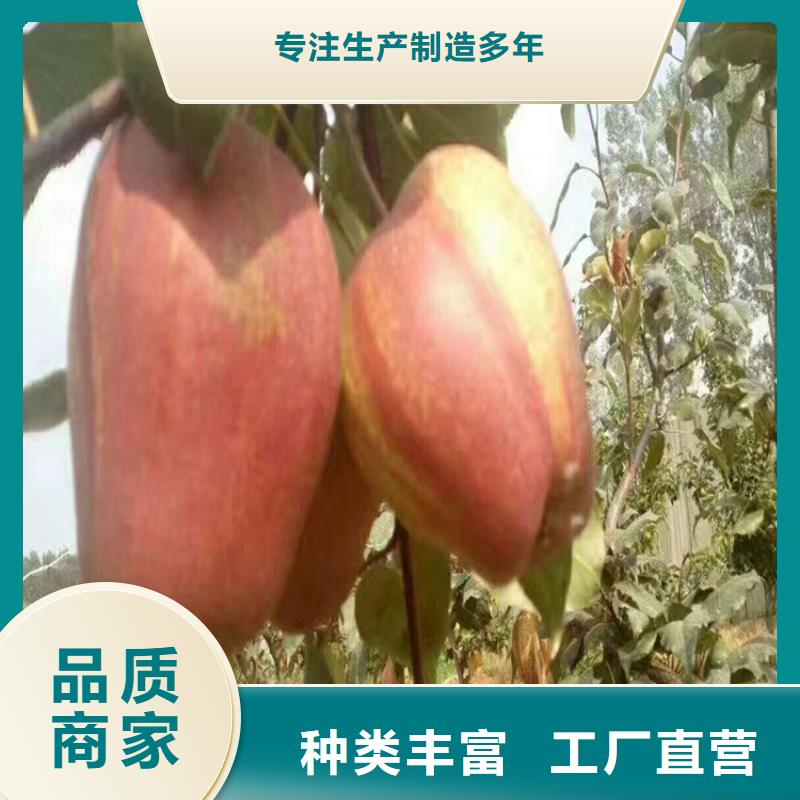 梨树_猕猴桃苗为您提供一站式采购服务