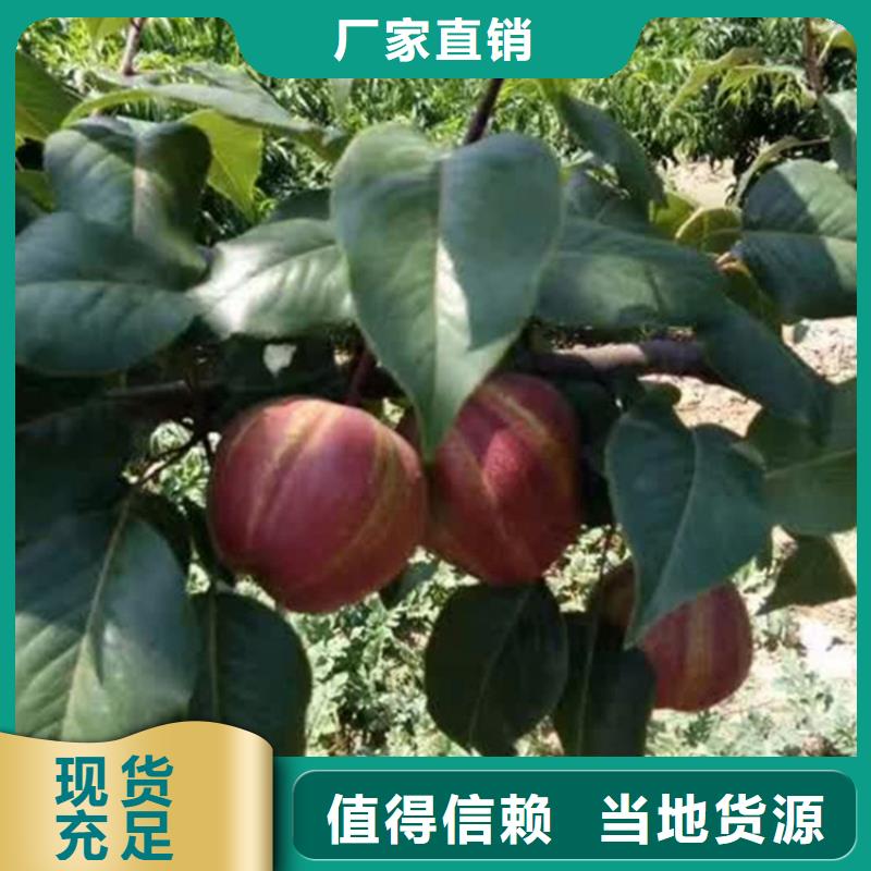 梨树花椒苗厂家