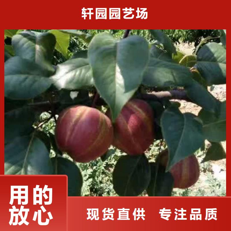 梨树苹果苗匠心制造
