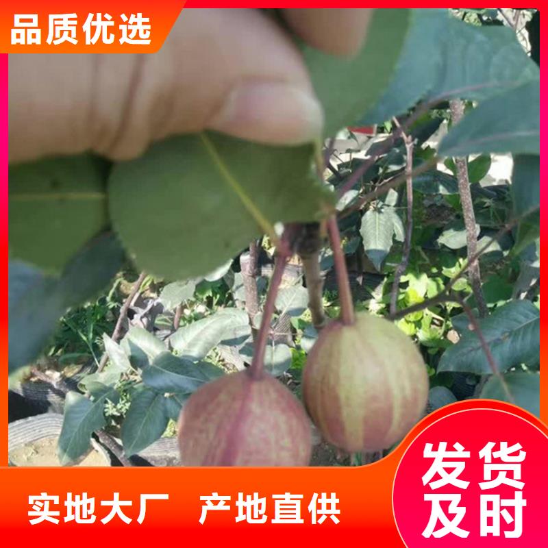 【梨树】苹果苗应用领域