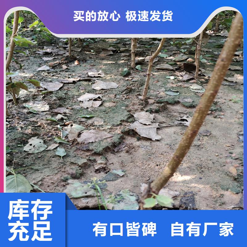 【梨树】苹果苗拒绝差价