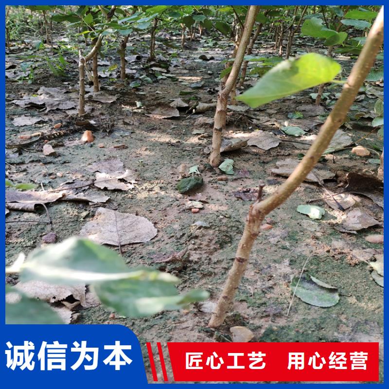 梨树苹果苗免费回电