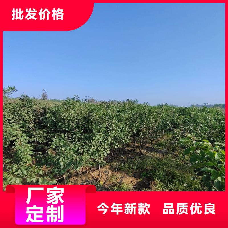 梨树_【猕猴桃苗】实力雄厚品质保障
