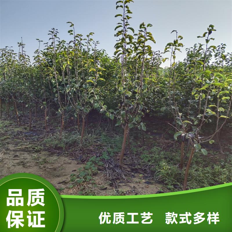 梨树_【猕猴桃苗】实力雄厚品质保障