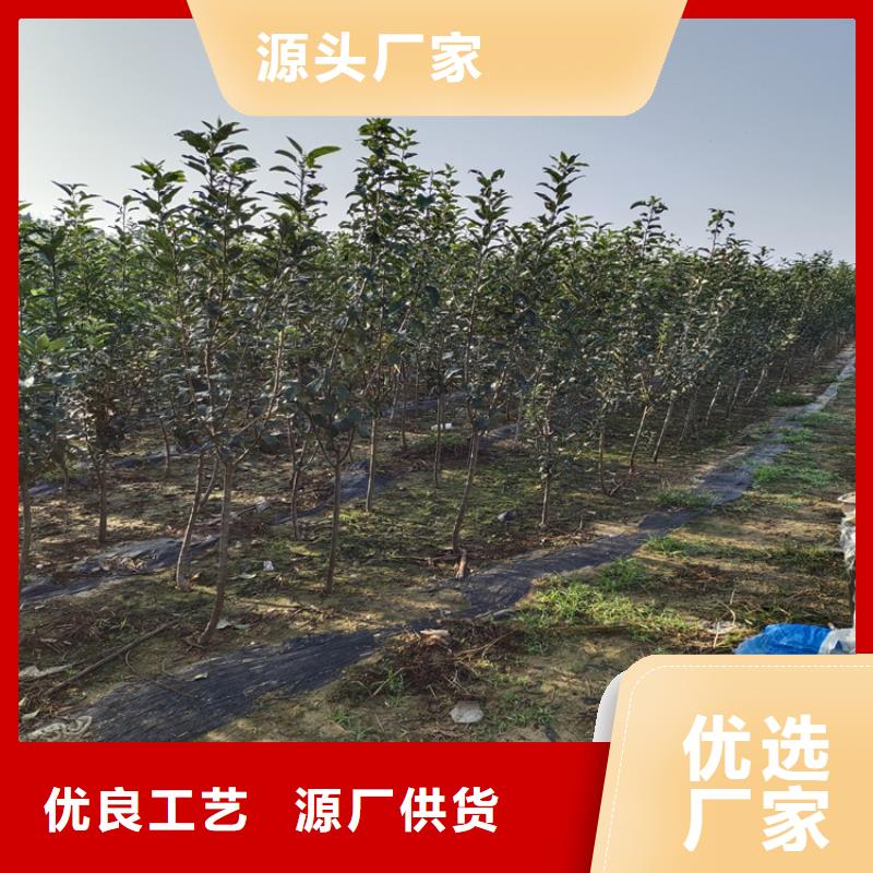 梨树玛瑙红石榴苗真正的源头厂家
