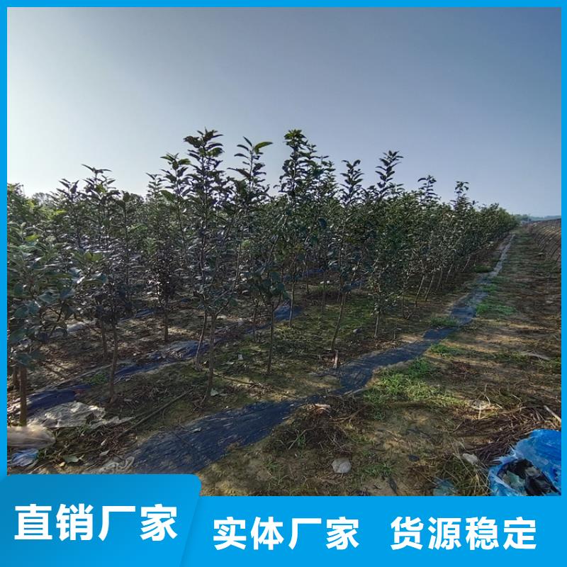 梨树西瓜苗产品细节参数