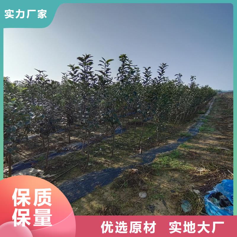 梨树桃树苗质量优选