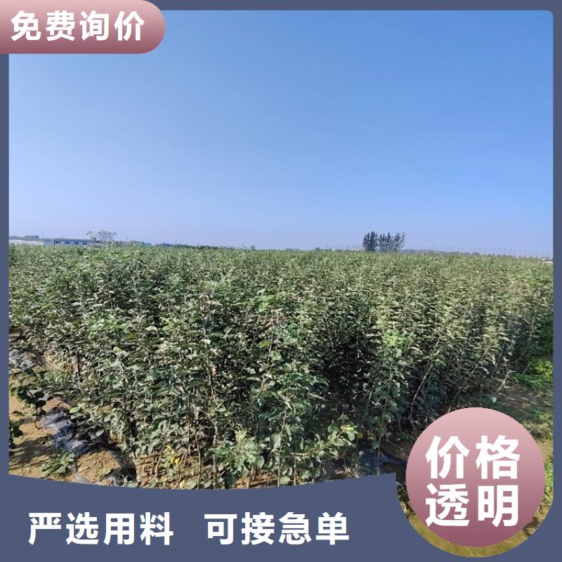 【梨树】梨树苗厂家售后完善