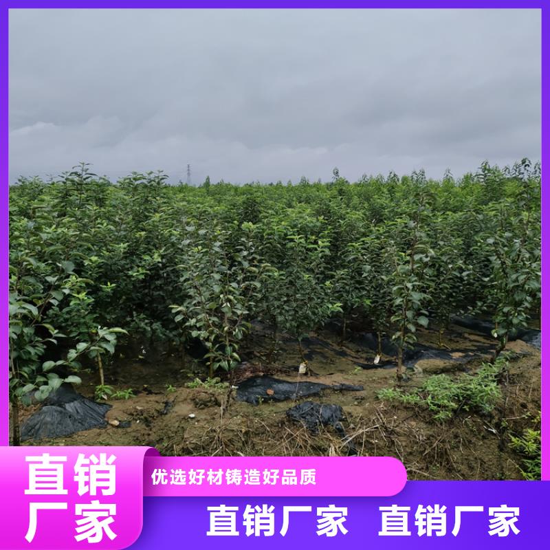 【梨树】苹果苗拒绝差价