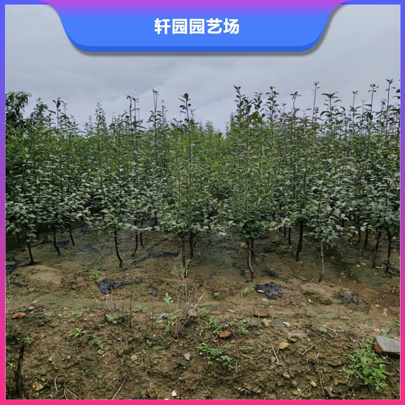 梨树【樱桃苗】优选厂商