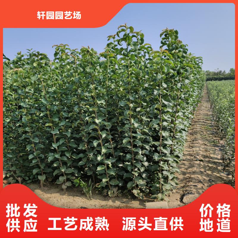 梨树-嘎啦苹果生产型