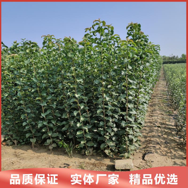 【梨树】苹果苗拒绝差价
