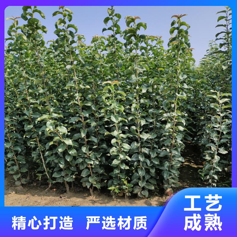 梨树,苹果苗定制速度快工期短